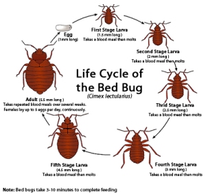 life_cycle_bed_bug_small